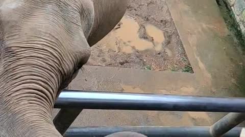 The elephant’s trunk is as flexible as a hand