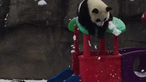 The naughty giant panda