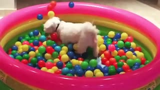 Dog jumps into ball pit in epic slow motion