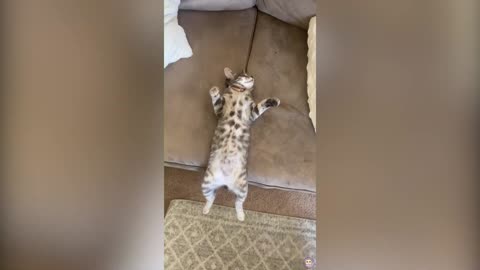 Daily Dose Of Cute And Funny Cats Videos Compilation