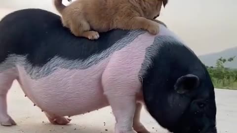 Cute little piggy