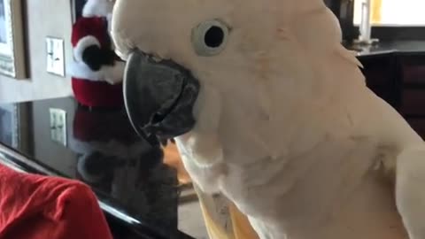 Parrot cockatoo talking bad language