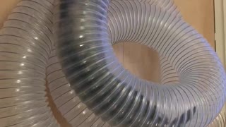 Ferrets Race Through Plastic Pipe