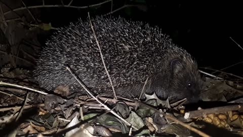 Hungry Hedgehog