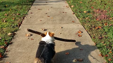 Corgi and big stick