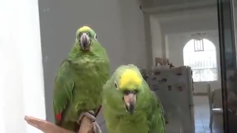 Singing parrots