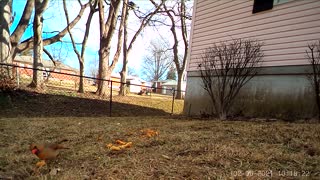 Neighborhood Lady Cardinal