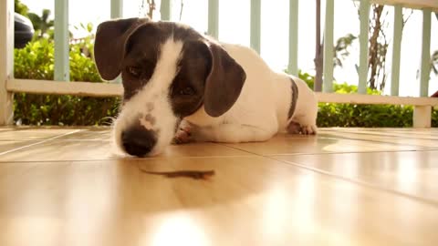 Curious Cute Dog Hunting on Little Gecko