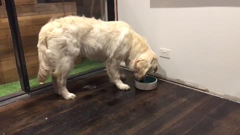 Perro terriblemente confundido con su nuevo bowl de agua