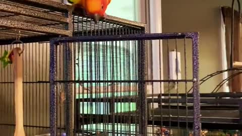 conure#sunconure#training