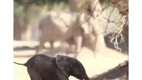 Adorable Baby Elephant Taking His First Steps