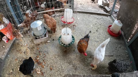 Backyard Chickens Fun Video Sounds Noises Hens Clucking Roosters Crowing!