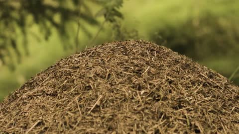 Ant nest in the forest