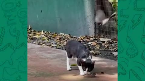 Cat funny video part-46