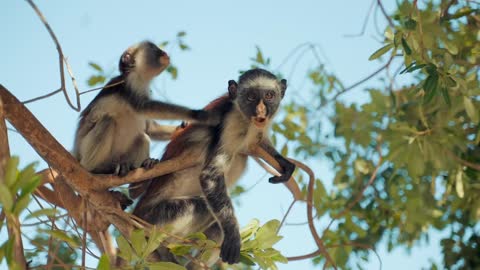 monkey eating and playing another monkey