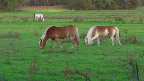 Le cheval Écouter