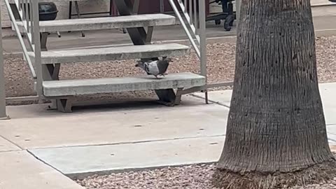 Pigeon Hops Down Stairs