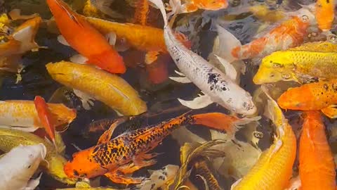 Chinese culture centre udonthani city koi fish