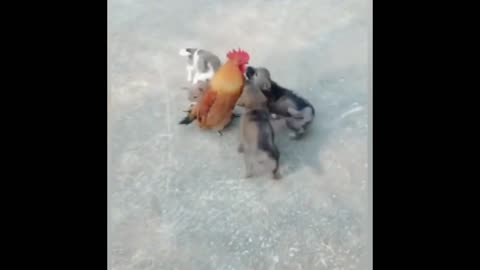 Dog /Chicken Fight - Funny Fight Videos