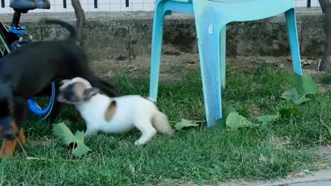 Size doesn't matter! Cute puppy fights back