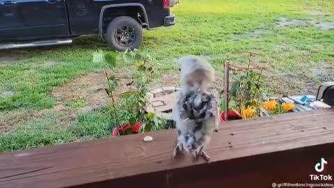 DANCING BABY PARROT