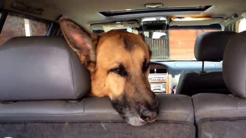 Guilty dogs make puppy face after ripping apart grocery bags