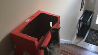 Cat Finds Fast Way Downstairs