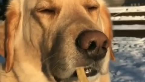 The embarrassment of dogs eating french fries