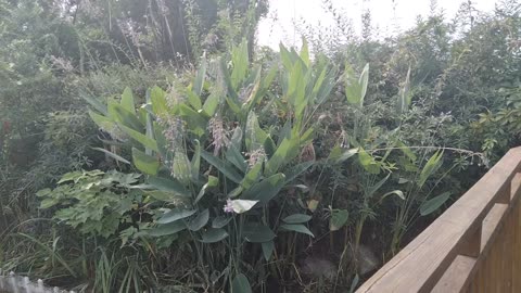 A beautiful flowerbed like lavender