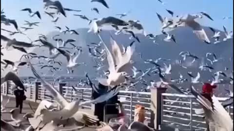 Amazing flying dove