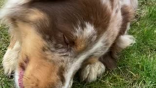 Cute dog chews on his delicious treat