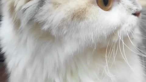 Cute cat video