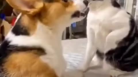 Cat VS Dog!! Funny Fight