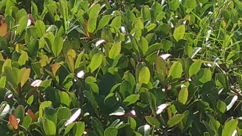 Sneaky Snake Tries Bird Watching As Means To Get Her Prey