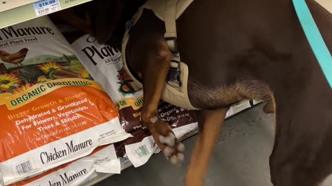 Puppy Discover His Love of Potting Soil