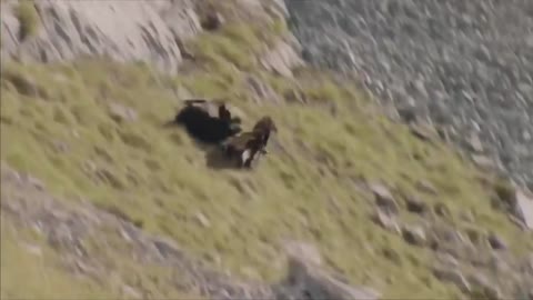 Berkut attack. A hard fall of a chamois from a cliff.