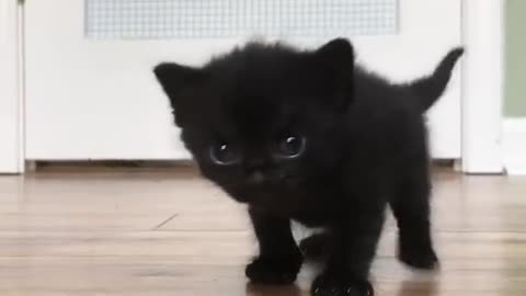 Black Kitten surprised to see the camera so cute