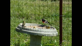 Birds in Arkansas