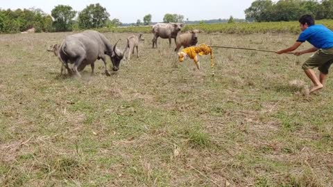 Nice Fake Tiger Prank Buffalo!!! Try To Stop Laugh Pranks 2021