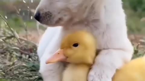 Dog and Duck Pair Prove That Best Friends Really Do Come in All Shapes and Sizes