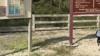 Dual Sport Bike group ride through The Picayune Strand State Park in Naples, Florida