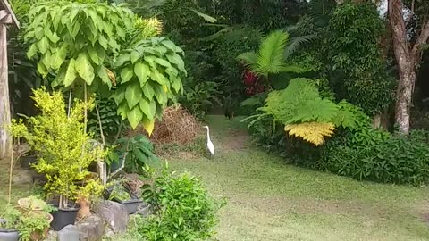 19.9.2024 Bruce the Brush Turkey and the Egret...