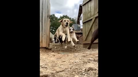 funniest dogs and very cute compilation