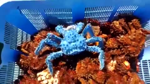 Rare Blue color Exotic Crab