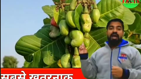 सबसे खतरनाक जहरीले फल!Most Dangerous Poisonous Fruits!Amazing #facts videos About Fruits- #shorts