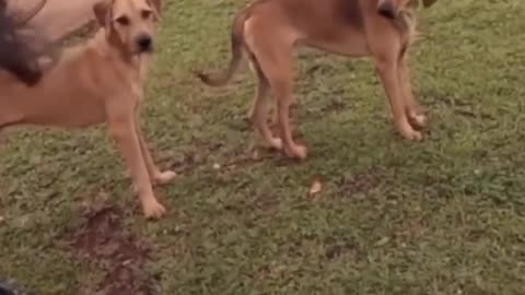 Very funny cat and dog 😂complication🤣😂😂😂😪#Rumble #training #viral