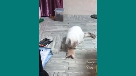 Funny cat video