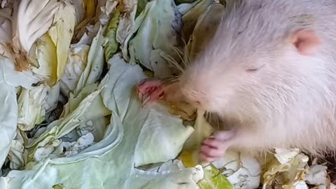 Country Life: Nutria eats cabbage