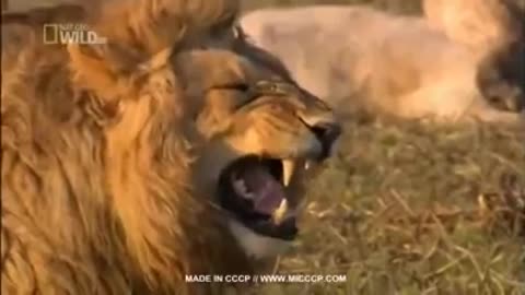 Lion smiling, laughing laughing lol