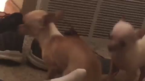 Chihuahua doesn’t like leg brace